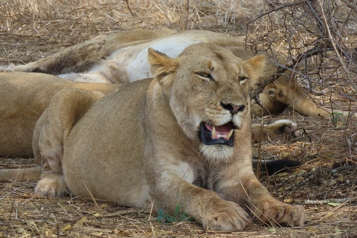 Full Day Kruger Safari Open Vehicle From Hazyview - Photo 1 of 16